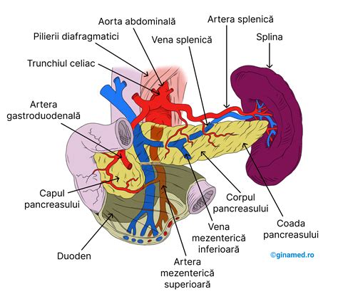 Imagine RMN a cavității abdominale, evidențiind ficatul, pancreasul și stomacul.