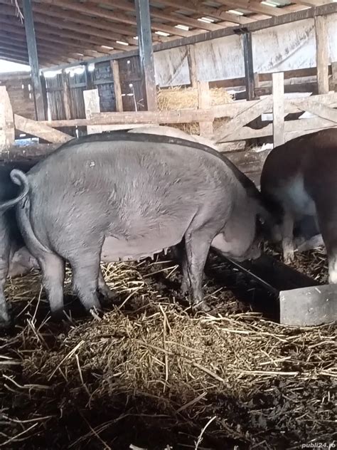 Ilustrație cu o scroafă gestantă