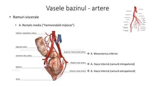 Diagrama anatomiei bazinului scroafei, cu semnele relaxării ligamentelor