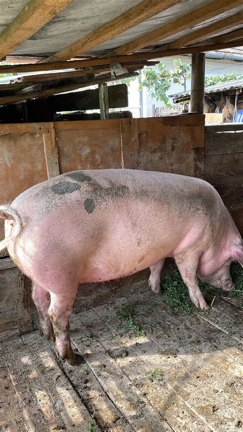 Schema unei boxe de maternitate moderne, cu zone separate de microclimat pentru scroafă și purcei