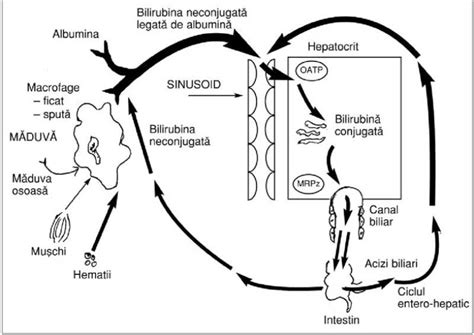 Diagramă care ilustrează metabolismul bilirubinei în ficatul unui nou-născut și acumularea acesteia în piele.