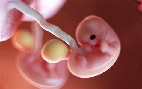 Vizualizare a dimensiunii uterului la 8 săptămâni de sarcină, comparativ cu o lămâie, subliniind că burtica nu este încă vizibilă la exterior.