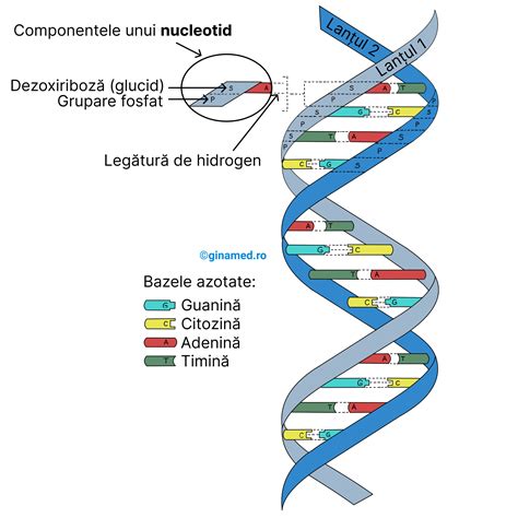 Diagrama reprezentând structura ADN și cromozomii
