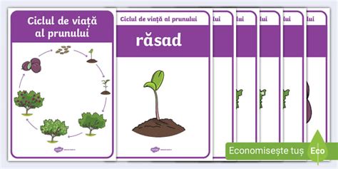 Infografic: Ciclul de viață al ovocitului de la formare la maturitate