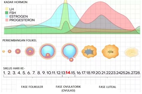 Grafic: Variația nivelurilor hormonale (FSH, LH, Estrogen, Progesteron) pe parcursul ciclului menstrual