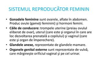 Infografic cu organele sistemului reproductiv feminin