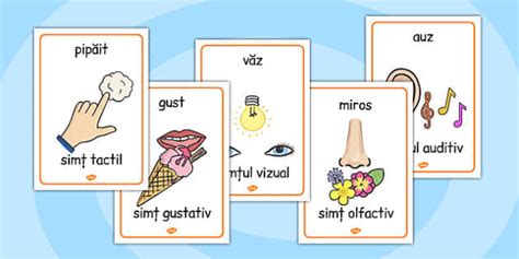 ilustrație care prezintă cele cinci simțuri ale bebelușului