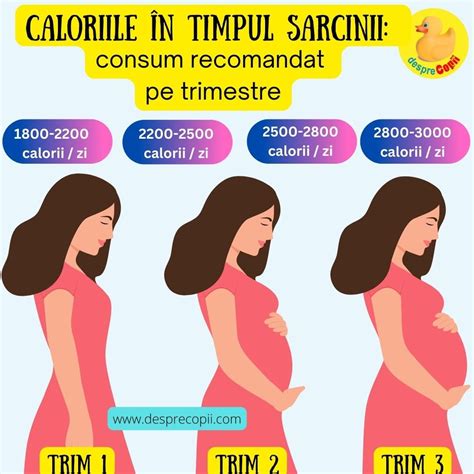 Ilustrație a modificărilor sânilor în timpul sarcinii, pe trimestre