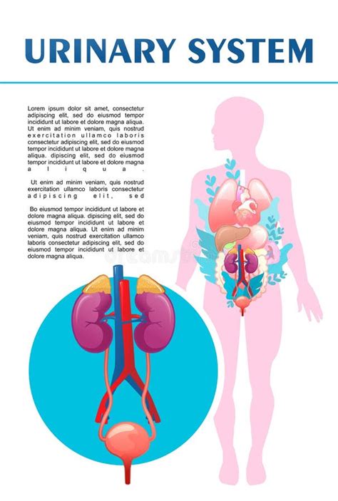 Ilustrație schematică a sistemului urinar feminin