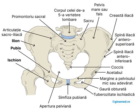 Ilustrație medicală ce prezintă structura pelvisului feminin și variantele anatomice.