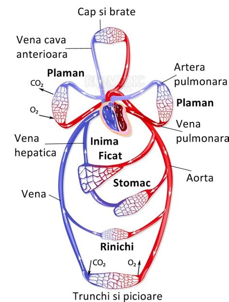 o schemă simplificată a sistemului circulator la copii