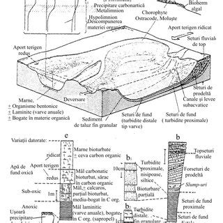 Ilustrație schematică a colposcopiei