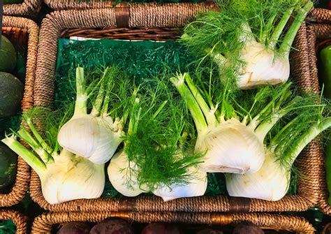 Ilustrație botanică a plantelor cu proprietăți diuretice: mesteacăn, urzică, fenicul, coada-calului