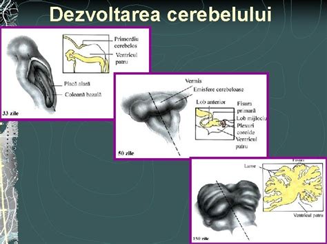 Ilustrație a tubului neural în curs de formare, o etapă crucială în dezvoltarea sistemului nervos central al fătului.