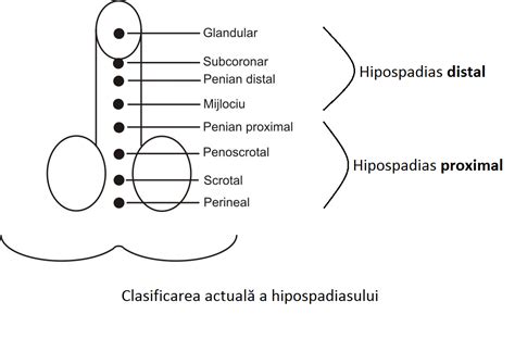 Ilustrație anatomică a penisului cu prepuțul și glandul evidențiate.