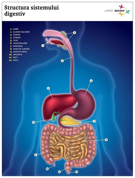 infografic despre sistemul digestiv al sugarilor și formarea gazelor