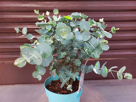 desen schematic cu chihlimbar frecat cu o stofă și atrăgând mici bucăți de hârtie