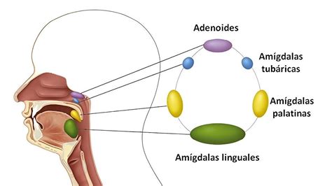 ilustrație anatomică a amigdalelor și a inelului lui Waldeyer