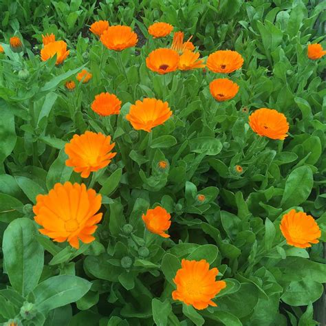 Fotografie a florilor de gălbenele