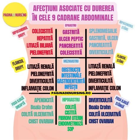 infografic cu organele abdominale și zonele comune de durere