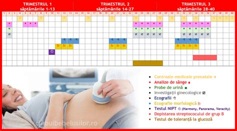 Infografic cu etapele ecografiilor în sarcină