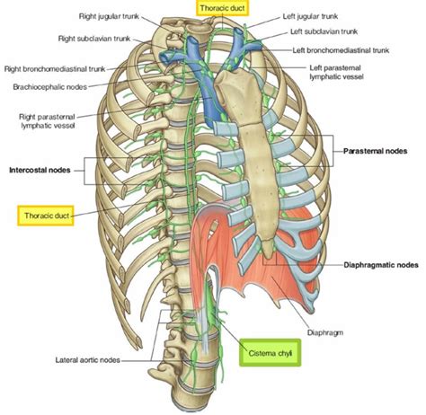 Diagrama anatomiei ductului toracic