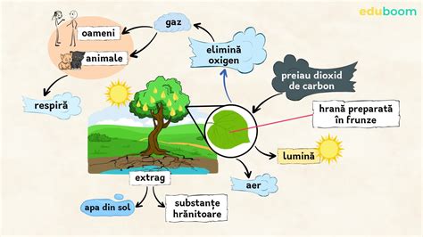 Diagramă care arată stratul de humus bogat al cernoziomului de Mileanca, extinzându-se în profunzime.