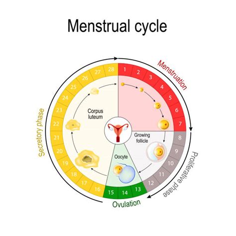 Ilustrație a ciclului menstrual și a fazei de perimenopauză