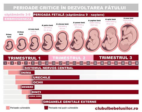Diagrama evoluției sarcinii în primele săptămâni, cu imagini ecografice