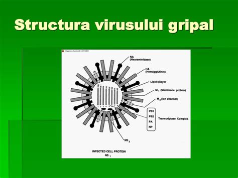 Ilustrație a virusului gripal