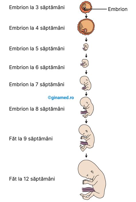 infografic cu etapele dezvoltării auditive a fătului pe săptămâni de sarcină