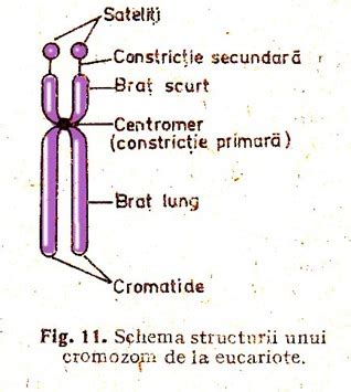 Schema reprezentând structura cromozomilor și posibilele anomalii numerice și structurale.