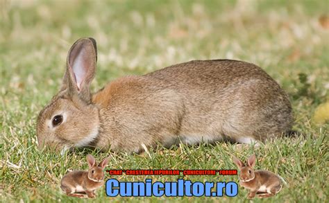 Ilustrație comparativă a iepurelui de câmp și a iepurelui de vizuină