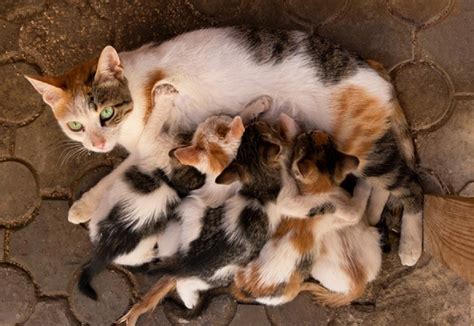 Fotografie cu o iepuroaică ce își alăptează puii