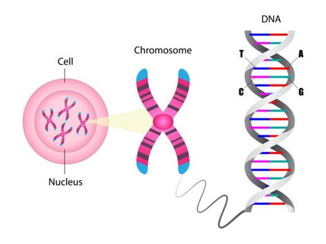 Diagramă ilustrând structura cromozomilor și posibilele anomalii (trisomie, monosomie).