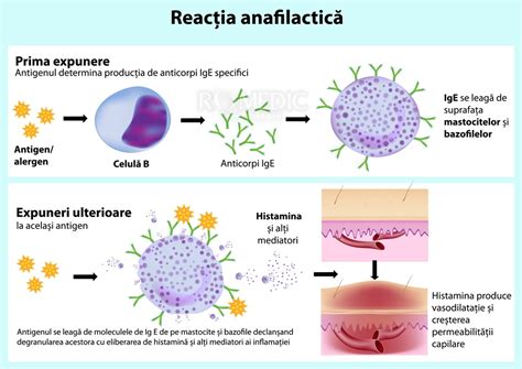 Diagrama explicând mecanismul reacției alergice la soare