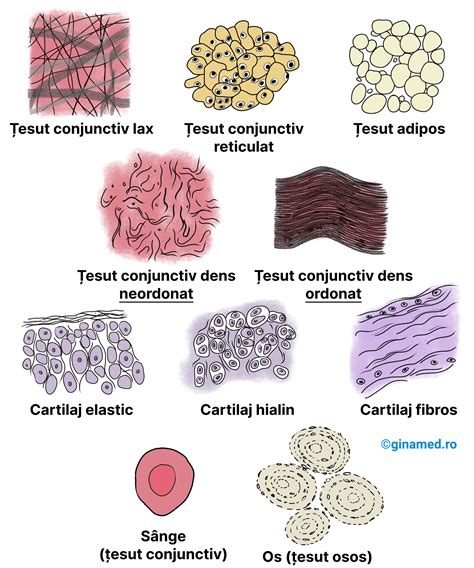 Imagine microscopică a unei secțiuni de țesut colorată cu hematoxilină-eozină, evidențiind structura celulară