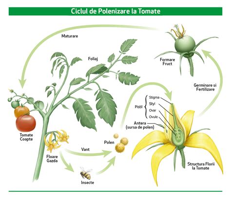 Schemă cu nutrienții esențiali pentru sănătatea florilor de tomate