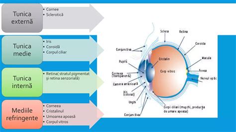 ghid vizual cu tipurile de suzete și materialele