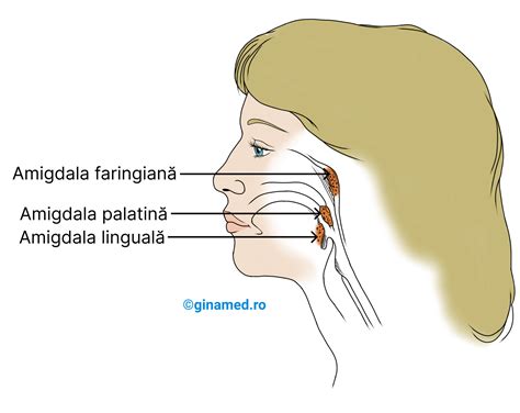 Ilustrație anatomică a amigdalelor palatine în gât