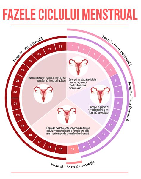 Ilustrație schematizată a ciclului de reproducere la câini, evidențiind fazele proestru, estru, diestru și anestru.