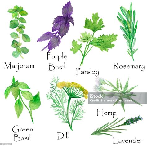 ilustrație botanică a plantei de mărar, cu frunze, flori și semințe