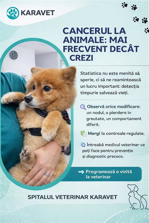 Infografic cu beneficiile vizitelor regulate la veterinar