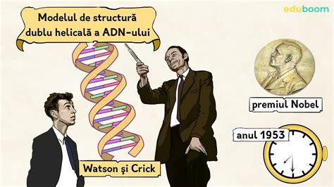 Reprezentare grafică a ADN-ului și a cromozomilor