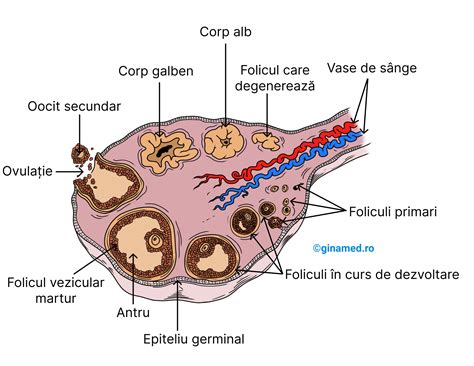 Ilustrație a implantării blastocistului în uter