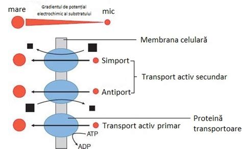 Infografic explicând mecanismele de transport prin placentă: difuzie simplă, transport activ, endocitoză.