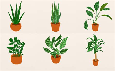 Ilustrație stilizată cu plante periculoase