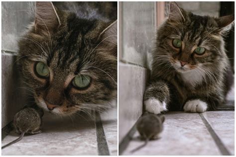 Colaj de imagini: o pisică torcând, un melc cu coarne, un iepuraș plângând, o broscuță sărind, un șoricel și doi pitici.