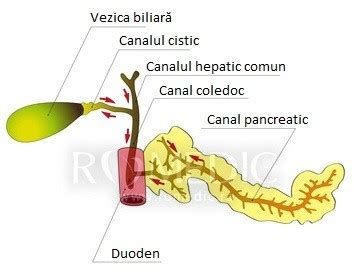 Anatomia tractului biliar, cu accent pe vezica biliară, canalele cistice și coledoc