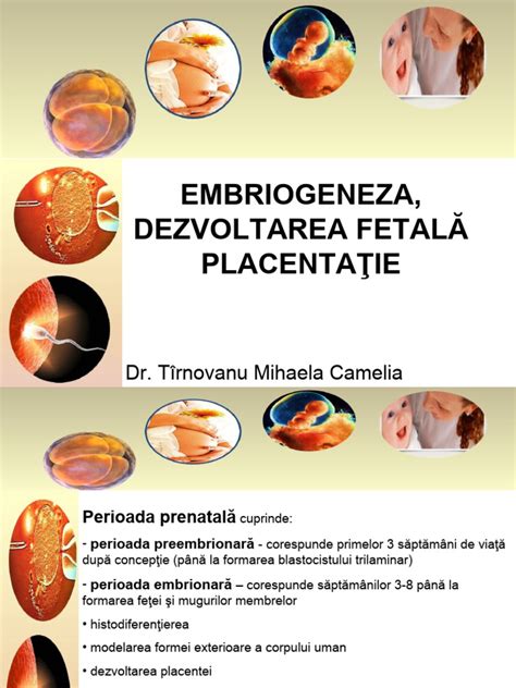 Schema evoluției zigotului și a formării blastocistului